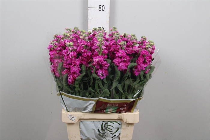 <h4>Matth Iron * Premium* Red</h4>