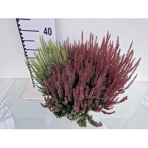 CALLU GG QUATTRO P24