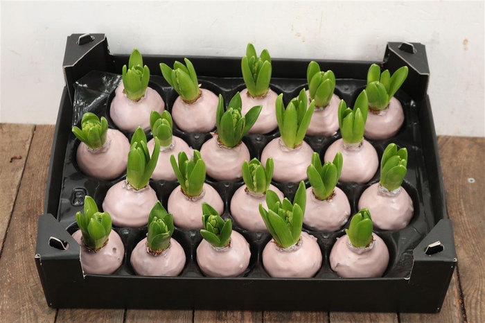 <h4>Wax Hyacinth Ivoor</h4>