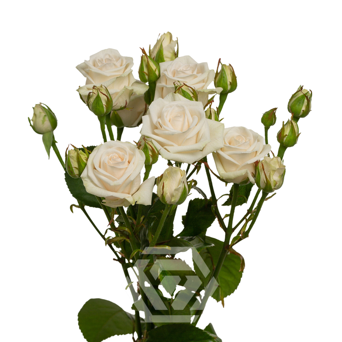 R TR ROYAL PORCELINA Tessa