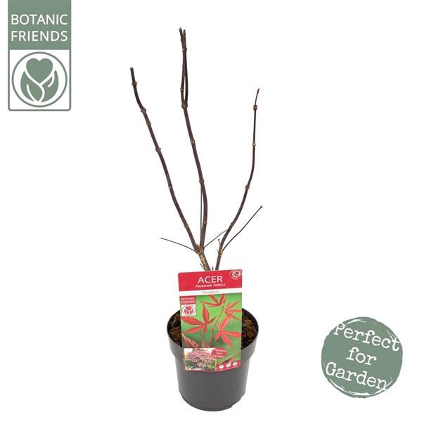 <h4>Acer palm. 'Bloodgood' PREMIUM</h4>