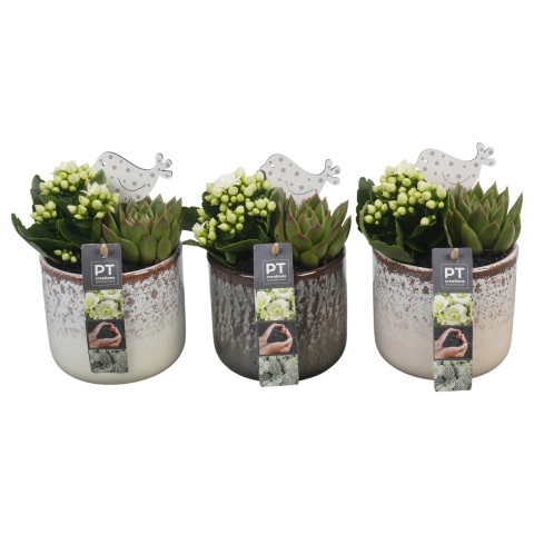 <h4>PTIB6424 Arrangement Indoor in keramiek pot</h4>