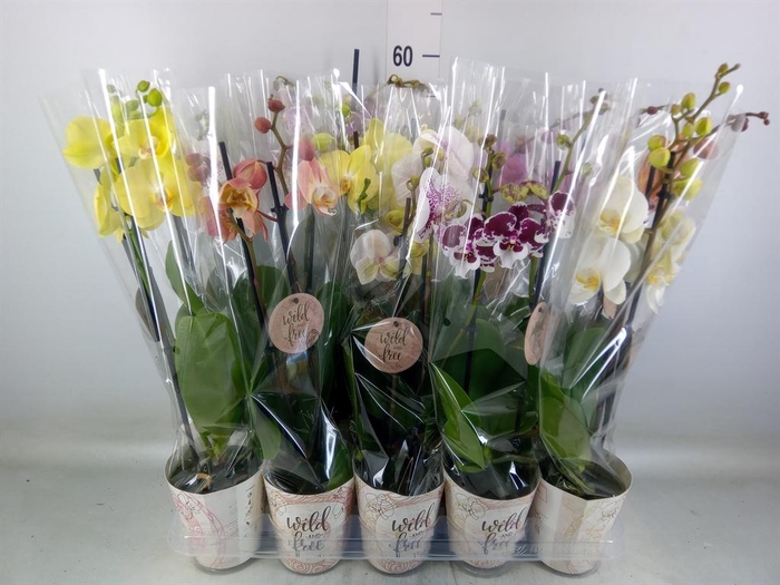 <h4>Phalaenopsis ...mix</h4>