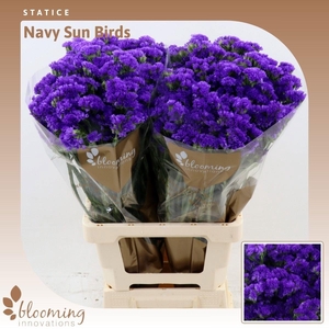 LIM S NAVY SUN BIRDS