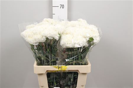 <h4>Di St Antarctica</h4>