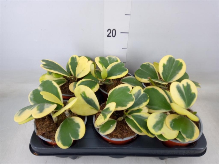 <h4>Hoya kerrii</h4>