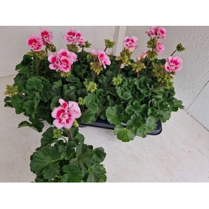 PEL ZON TOSC SIL LIN