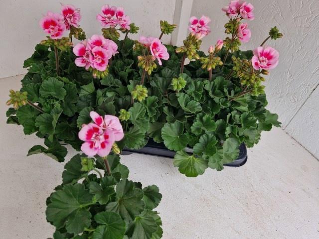 <h4>PEL ZON TOSC SIL LIN</h4>