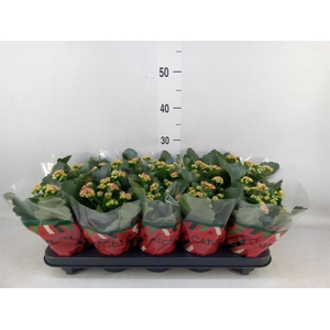 Kalanchoe blos. 'RosDon Amador'