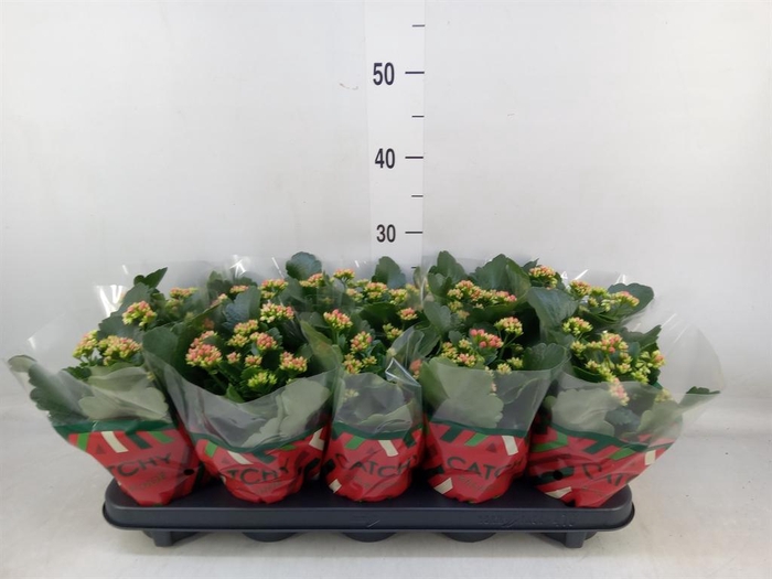 <h4>Kalanchoe blos. 'RosDon Amador'</h4>
