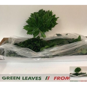 FATSIA JAPONICA BLAD