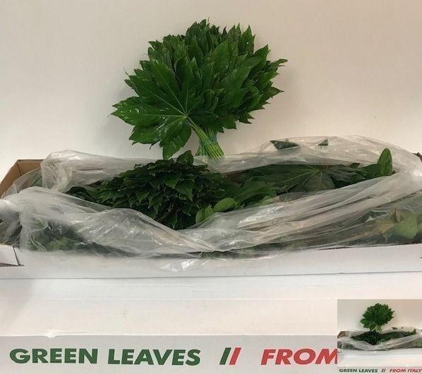 <h4>FATSIA JAPONICA BLAD</h4>