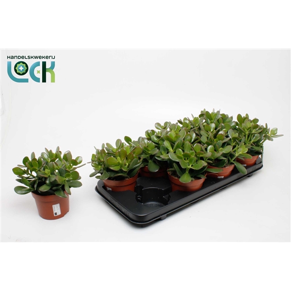 <h4>Crassula Argentea Ovata</h4>