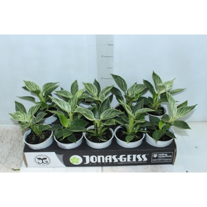 PHILODENDRON BIRKIN P12