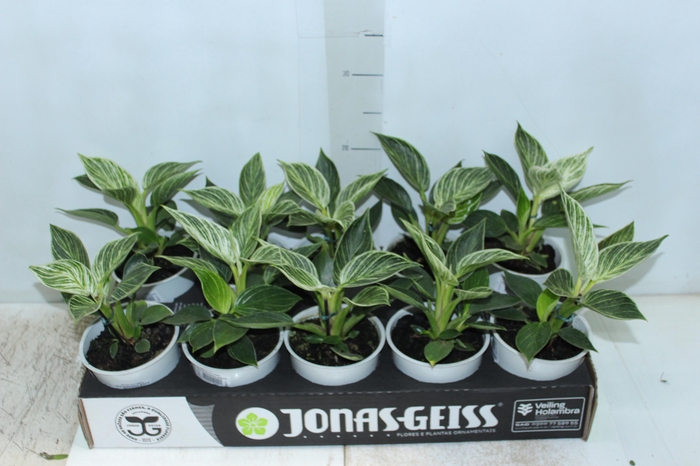 <h4>PHILODENDRON BIRKIN P12</h4>
