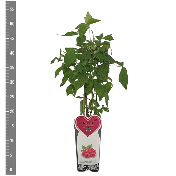 <h4>Kleinfruit Rubus i. Schönemann 2 liter (Zomer framboos)</h4>