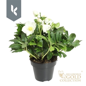 HGC Helleborus Niger selectie zwart