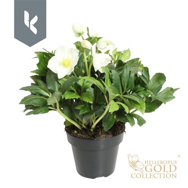 <h4>HGC Helleborus Niger selectie zwart</h4>