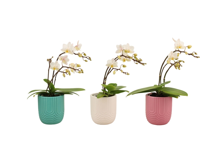 <h4>Mila Mix Tiny Dolls Wild Wit 3/4T18+ Aqu@</h4>