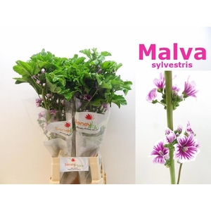 SNIJBLOEMEN OV