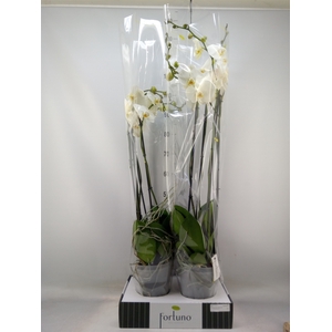 Phalaenopsis   ...white