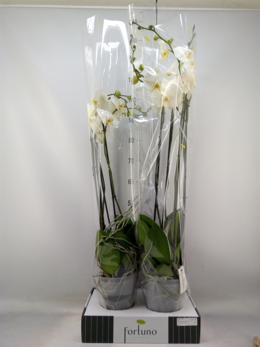 <h4>Phalaenopsis   ...white</h4>