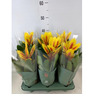 Vriesea  'Intenso Yellow Flame'