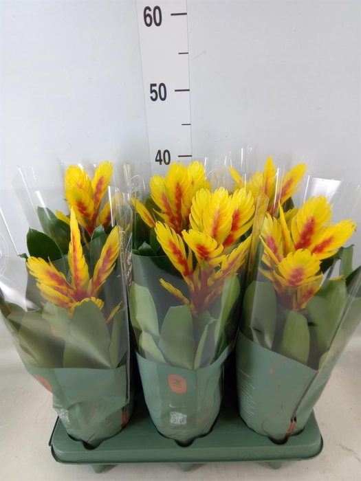 <h4>Vriesea  'Intenso Yellow Flame'</h4>