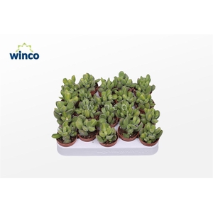 Cotyledon Ladysmithiensis (Green Stripes)