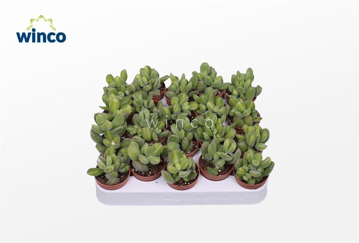 <h4>Cotyledon Ladysmithiensis (Green Stripes)</h4>