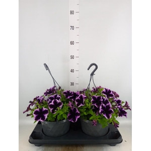 Petunia  'Surfinia'   ...mix