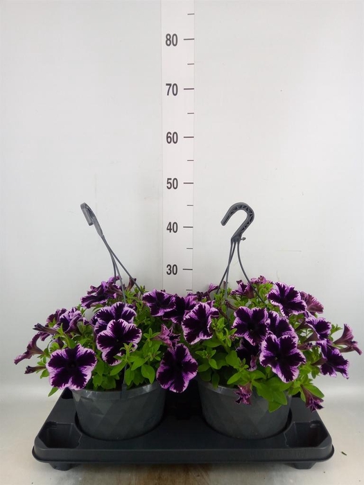 <h4>Petunia  'Surfinia'   ...mix</h4>
