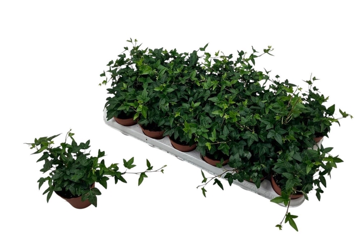 <h4>HED HE SHAMROCK</h4>