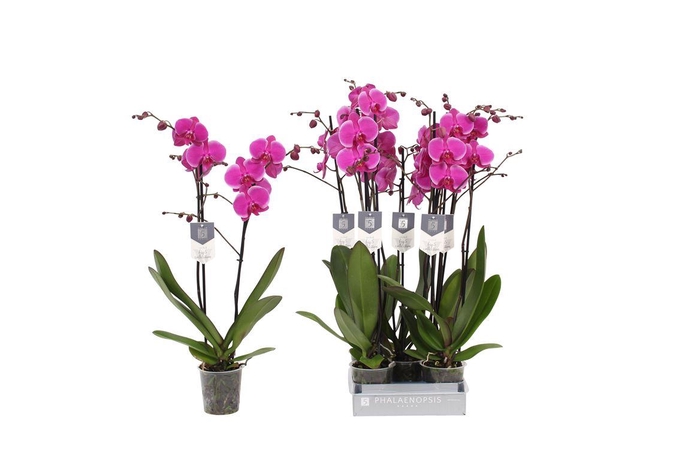 <h4>Phal Johannesburg 2 Tak</h4>