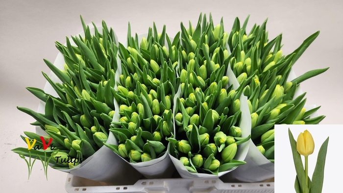 <h4>TU EN LOBKE</h4>