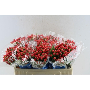 Hyp Coco Rio Red