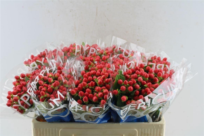 <h4>Hyp Coco Rio Red</h4>