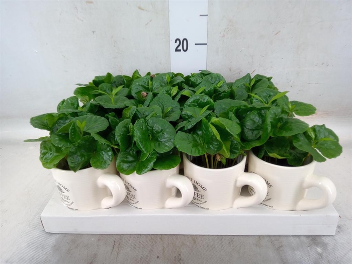 <h4>Coffea arabica</h4>