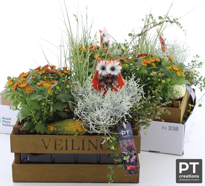 <h4>ARR TUINPLANTEN</h4>