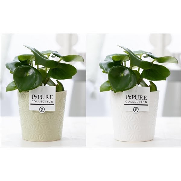 <h4>Peperomia Raindrop in P&PURE Juliette ceramics ass. 3</h4>