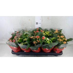 Kalanchoe blos.   ..rosebud mix  5