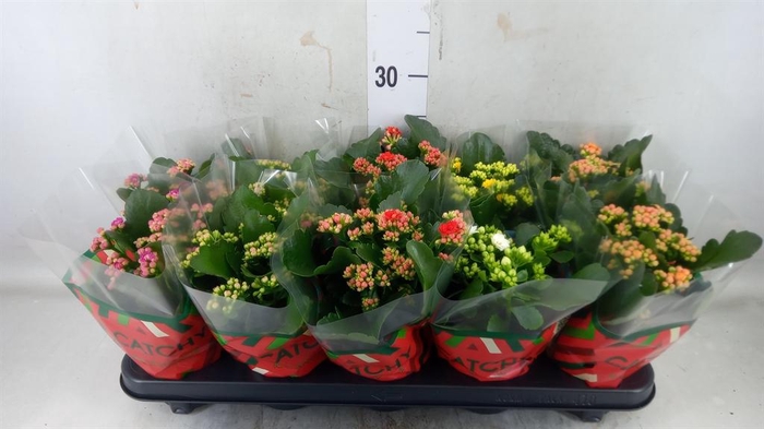<h4>Kalanchoe blos. ..rosebud mix 5</h4>