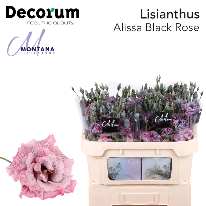 Lisianthus Dye Alissa black rose