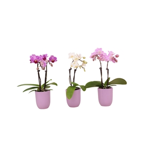 Hugo Lavender Tiny Dolls Mix 2T10+ Aqu@