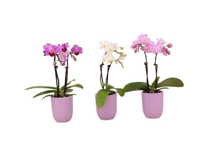 <h4>Hugo Lavender Tiny Dolls Mix 2T10+ Aqu@</h4>