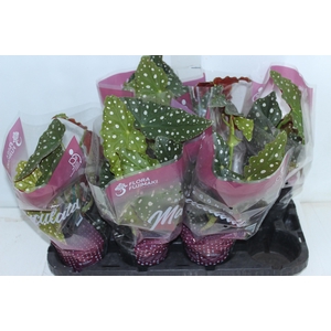 BEGONIA MACULATA P13 PO