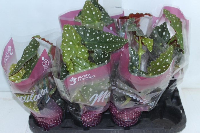 <h4>BEGONIA MACULATA P13 PO</h4>