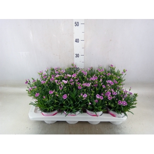 Dianthus  'Pink Kisses'