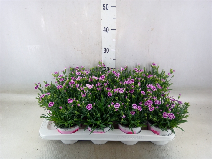 <h4>Dianthus  'Pink Kisses'</h4>