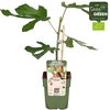 Ficus Carica 'Little Miss Figgy' P13 - Tasty Green bio